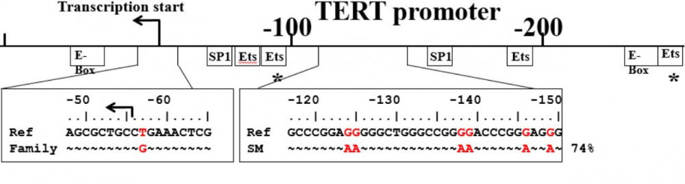 TERT promoter mutations illustration